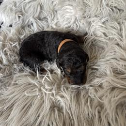 Barrett - Black and tan male Airedale Terrier puppy in Huntersville, North Carolina from Cool Hand Luke Kennels