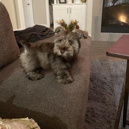Miniature Schnauzer Puppies from Fraizer Farms