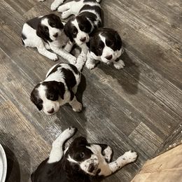 English Springer Spaniel Puppies from English Springer Spaniels at Lands Lodge