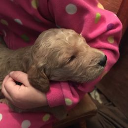 Goldendoodle Puppies from Brashears Livestock and Dogs
