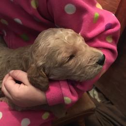 Goldendoodle Puppies from Brashears Livestock and Dogs