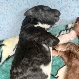 Desmond - Parti male Poodle puppy in Meadowbrook, California from Standard Poodle Pups