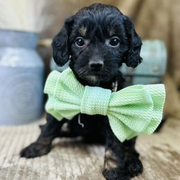 Cavapoos from Babineau’s puppy Crew Poodles and Doodles