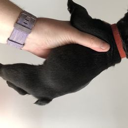 French Bulldog and Rottweiler Puppies from Starkhaus Rottweilers