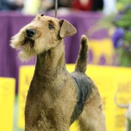 Airedale Terrier All Grown Up from Lynaire Kennels