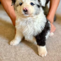 Merle male - Blue merle male Miniature Australian Shepherd puppy in Lemon Cove, California from Magic Ranch Mini Aussies