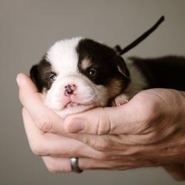 Esther - Black and tan female Pembroke Welsh Corgi puppy in South Otselic, New York from Ridge Top Corgis