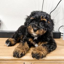 Duke - Tri-color male Bernedoodle puppy in Flagstaff, Arizona from Gunstock Doodles