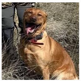 Piper - Labrador Retriever