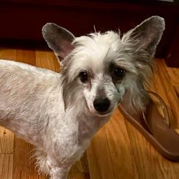 Willow - Sable female Chinese Crested puppy in Rockvale, Tennessee from Cosmic Chinese Cresteds & Wind-Echo Poodles