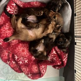 Dachshund Puppies from Hibbard’s Dachshunds