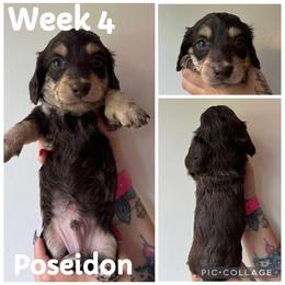 Poseidon - Chocolate and cream male Dachshund puppy in Michigan from M.H.P Dachshunds