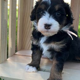 Girl 2 - Bernedoodle puppy from Bella Ridge Farms & Dapper Doodles
