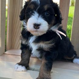 Girl 2 - Bernedoodle puppy from Bella Ridge Farms & Dapper Doodles