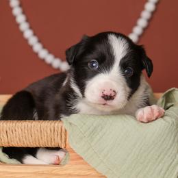 Glacier - Black and white male Border Collie puppy in Tillamook, Oregon from Oregon Bordoodles
