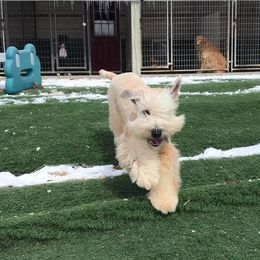 Bart - Soft Coated Wheaten Terrier