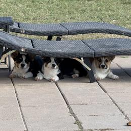 Pembroke Welsh Corgi Puppies from S7 Corgis and Chaos