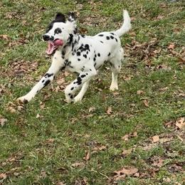 Dalmatian puppies from Missouri Dalmatians