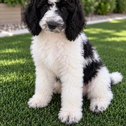 Truffles - Parti female Poodle puppy in Surprise, Arizona from Gentle Paw Poodles and Doodles