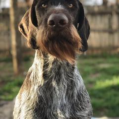 German Shepherd and German Wirehaired Pointer All Grown Up from Seelenfeuer German Shepherd Dogs