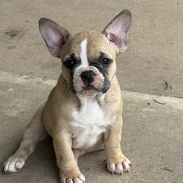 French Bulldog and Olde English Bulldogge Puppies from Misfit Ranch bulldogs