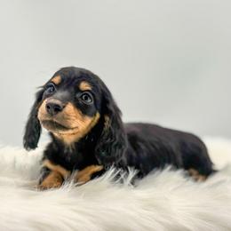 Quinn - Black and tan female Dachshund puppy in Litchfield, Illinois from Charmm Dachshunds