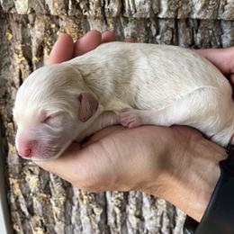 Boy 4 - male Aussiedoodle puppy in Kings Mountain, North Carolina from Champion Farms Doodles