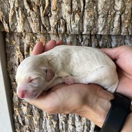 Boy 4 - male Aussiedoodle puppy in Kings Mountain, North Carolina from Champion Farms Doodles