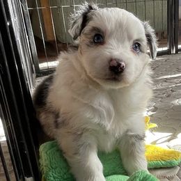 Ms Franklin - Blue merle female Miniature American Shepherd puppy in Garysburg, North Carolina from Schaefer's Miniature American Shepherds