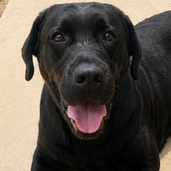 Labrador Retrievers from Cedar Rock Retrievers
