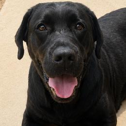 Labrador Retrievers from Cedar Rock Retrievers