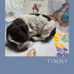 Boy 1 - male Lagotto Romagnolo puppy in Salida, California from Harper's Lagotti