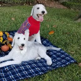 Bedlington Terriers from House of Leonidas