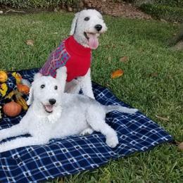 Bedlington Terriers from House of Leonidas