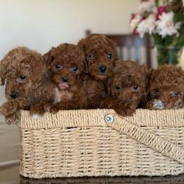 Poodle puppies from Blue Mountain Poodles
