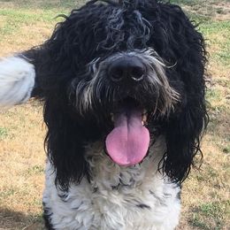 Oakley - Saint Berdoodle
