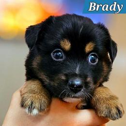 Brady - Black tri male Miniature Australian Shepherd puppy in Punta Gorda, Florida from Christie's Creekside Aussies