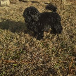 Poodle Puppies from LaZol's  Minis