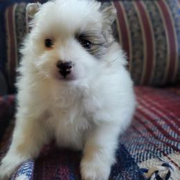 Dash - Tri-colored male Pomeranian puppy in Bellevue, Iowa from Fluffy Wonders Poms and Doodles
