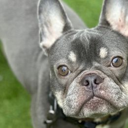 Dior - French Bulldog