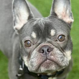 Dior - French Bulldog