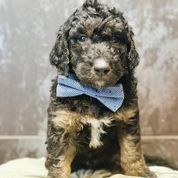 Blaze - Phantom male Goldendoodle puppy in Pasco, Washington from Camp Doodle Woods