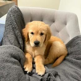 Nacho (Red) - Golden male Golden Retriever puppy in Sedalia, Missouri from Bee’s Retrievers