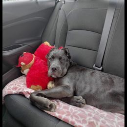 Cane Corso Puppies from AK&J Kentucky Corsos