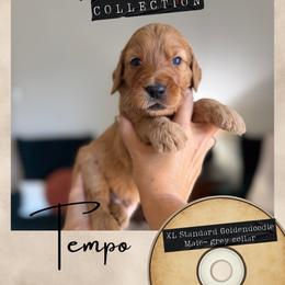 Tempo - Dallas,Tx - 4,000 - Red  male Goldendoodle puppy in Garland, Texas from Twilight Doodles