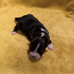 Hope - Black tri female Miniature American Shepherd puppy in Florence, Oregon from NW Aloha Miniature American Shepherds