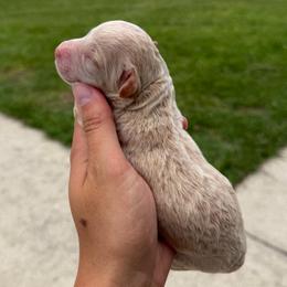 Patriot - Cream male Goldendoodle puppy in Spring Hill, Florida from OHDoodles FL