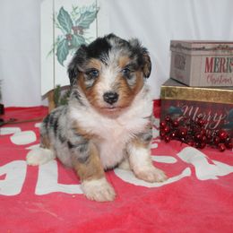 Caleb - Blue merle male Aussiedoodle puppy in Tuscola, Illinois from Dream on puppies