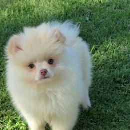 Charlie - Cream male Pomeranian puppy in Los Angeles, California from Pommies of LA