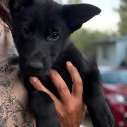 White - Black male German Shepherd puppy in Descanso, California from KVA Shepherds